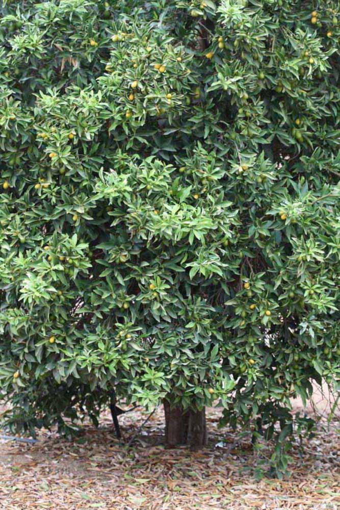            Habit (Riverside, CA)   